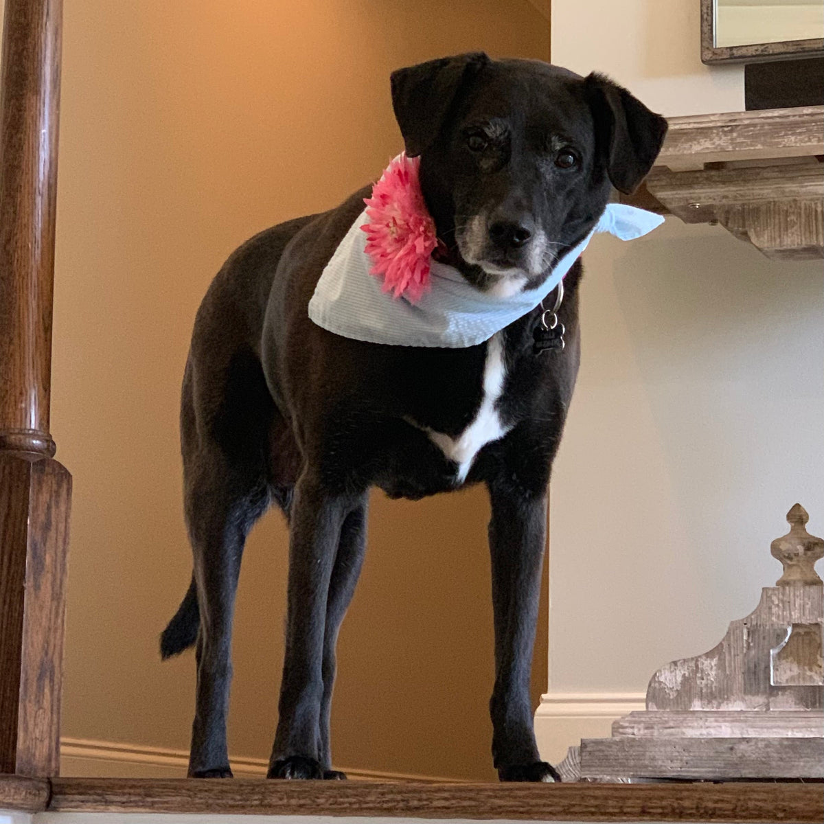 The Calla Lovey — Calla and Friends